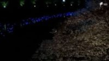 「桜と水色でめっちゃきれい」河津桜のライトアップと川を流れるLED電球のコラボレーションイベント「夜桜☆流れ星」が10年ぶりに復活＝静岡・南伊豆町