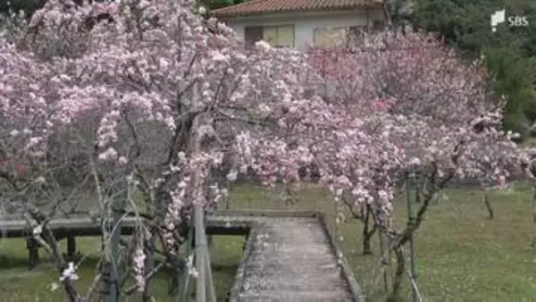 "しだれ桃"が見頃 白、ピンク、赤の花々が広がる　「しだれ桃の里まつり」開催中=静岡・下田市
