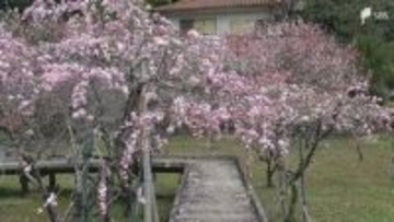 "しだれ桃"が見頃 白、ピンク、赤の花々が広がる　「しだれ桃の里まつり」開催中=静岡・下田市