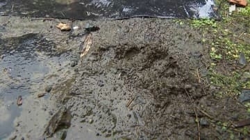 「これまでなかった、参った」住宅の庭に"クマの足跡"? 掛川の目撃場所から約2キロ、同一個体か