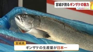 宮城県が全国の４分の３の生産量を誇る水産物「ギンザケ」　一大産地の女川町で魅力を伝える活動
