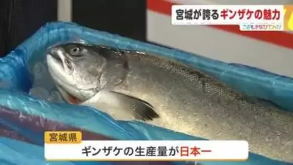 宮城県が全国の４分の３の生産量を誇る水産物「ギンザケ」　一大産地の女川町で魅力を伝える活動
