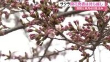仙台のサクラ開花発表は持ち越し　気象台の標本木は２輪のみ、基準の５〜６輪に届かず