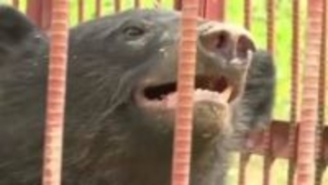 【独自映像】箱わなに捕獲された“野生のクマ”を独自撮影“威嚇、うなり声”迫る危険と冷静な対処　宮城・登米市での記録