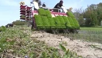 涌谷町で極早生品種「おもてなし」の田植え開始！８月中旬収穫へ、コスト上昇も価格据え置き〈宮城〉