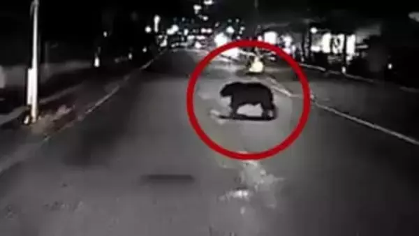 「本当にいた」仙台市宮城野区幸町にクマ　タクシーのドラレコが捉えた横切る黒い影　半径800mで9件目