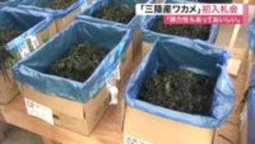 気仙沼「三陸産ワカメ」の初入札　「色よく弾力あり」と高評価　今季９３００トンの生産目標〈宮城〉