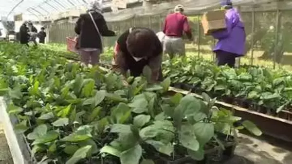南郷高校最後の野菜の苗販売会　開始２時間前から行列　生徒が育てた苗１万５０００個〈宮城・美里町〉