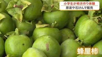 白石市の小学生が「柿渋」作りを体験　地元産の青柿１００キロを使って伝統の技と製法を学ぶ〈宮城〉