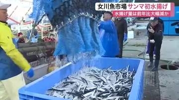 秋の味覚サンマが女川港に今季初水揚げ　全国的な不漁で１カ月遅れ　初入札は去年の約３倍の高値〈宮城〉