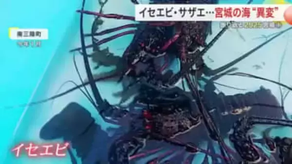 宮城の海に異変あり　イセエビ水揚げ１４倍にサザエも初確認　今年の海を振り返る