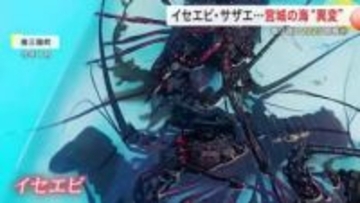 宮城の海に異変あり　イセエビ水揚げ１４倍にサザエも初確認　今年の海を振り返る