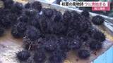 「初夏の風物詩　南三陸町で待望のウニ漁がスタート　初日の取引価格は１キロ５８０円で去年より高値〈宮城〉」の画像1