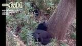 「【クマ映像】仙台市のマンション目前に“クマ3頭”深夜に奇妙な声…住人が不安の一夜「まさか目の前に」」の画像1