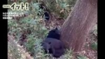 【クマ映像】仙台市のマンション目前に“クマ3頭”深夜に奇妙な声…住人が不安の一夜「まさか目の前に」