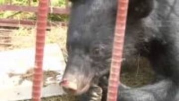 クマの出没と被害が相次いだ２０２５年　目撃情報３０００件超・人身被害も６件発生　対策は？〈宮城〉