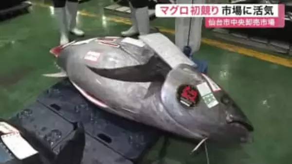 注目の「一番マグロ」は１キロ１万５０００円の高値を記録　仙台市中央卸売市場で新年の初競り