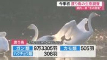 宮城で今シーズン初の渡り鳥生息調査　伊豆沼でマガンなど９万羽超を確認　来年１月に飛来ピークへ