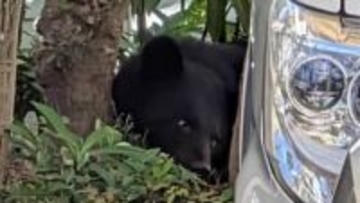 【映像】住宅庭の“生け垣にクマ”2時間居座り…市が麻酔銃で捕獲・駆除〈宮城・富谷市〉