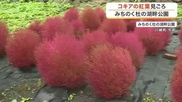 秋を彩るコキア５７００株が真っ赤に色づく　みちのく杜の湖畔公園で紅葉が見頃〈宮城〉