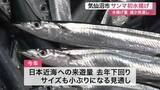 「気仙沼市魚市場に今シーズン初のサンマ水揚げ　水揚げ量減で価格は去年の３倍超の高値に〈宮城〉」の画像1