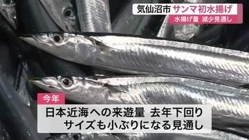 気仙沼市魚市場に今シーズン初のサンマ水揚げ　水揚げ量減で価格は去年の３倍超の高値に〈宮城〉