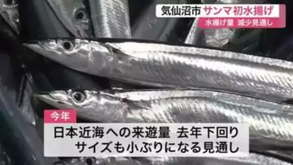 気仙沼市魚市場に今シーズン初のサンマ水揚げ　水揚げ量減で価格は去年の３倍超の高値に〈宮城〉