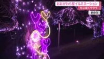 一目千本桜をサクラ色ＬＥＤ８万５千球でライトアップ　中学生が提案し９回目〈宮城・大河原町〉