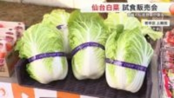 伝統野菜「仙台白菜」復活へ　若手生産者がスーパーで試食販売　「キャベツより甘い」お好み焼き振る舞う