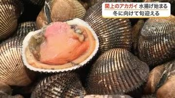 高級食材「アカガイ」閖上漁港で今シーズンの水揚げ開始　取引価格は去年より安く平均２８３８円〈宮城〉