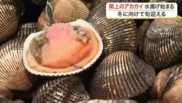高級食材「アカガイ」閖上漁港で今シーズンの水揚げ開始　取引価格は去年より安く平均２８３８円〈宮城〉