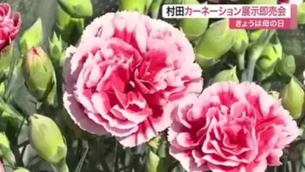 「いつもありがとうって言って渡したい」宮城・村田町で母の日に合わせ鉢植えカーネーション展示即売会