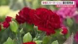 「「日頃の感謝を込めて」母の日のプレゼントに　柴田町で鉢植えカーネーションの展示即売会〈宮城〉」の画像1