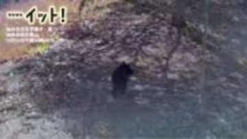 【映像】仙台白百合学園に“子グマ侵入”敷地内を徘徊　宮城大学で目撃と同一個体か　防犯カメラが捉える