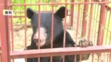 クマ対策「限界」 北海道・東北知事が国に緊急要望　自治体職員が銃猟を担う必要性も〈宮城〉