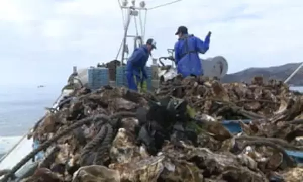 「水産業復興特区」導入から14年　民間の参入が導いた持続可能な漁業の形　ベテランから若手へつながる浜の未来