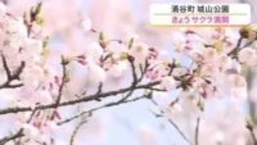 ５００本のサクラが咲き誇る 城山公園が満開　住宅のミニバラに“ハートの奇跡”も〈宮城〉