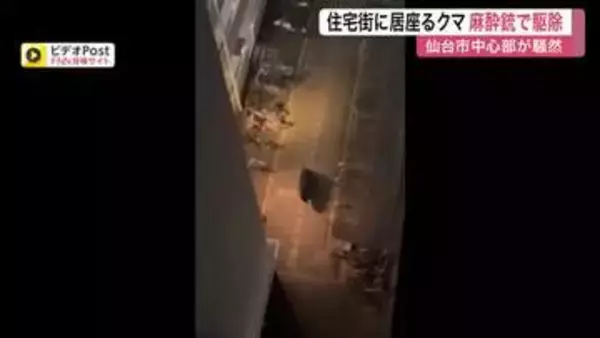 仙台市中心部の住宅街にクマが出没　市役所から約６００メートル　麻酔銃と電気やりを使った緊急銃猟で駆除