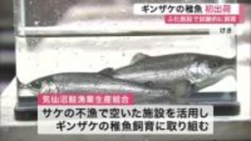 サケ不漁の気仙沼 ギンザケ稚魚飼育し初出荷　水温の課題で大半がサイズ不足も事業化検討へ〈宮城〉
