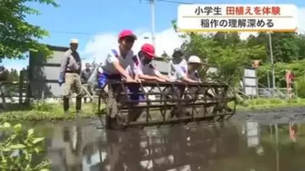 加美町の小学生が泥んこになりながら田植え体験　ＡＩ搭載の「アイガモロボ」に児童たちも興味津々〈宮城〉