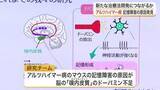 「アルツハイマー病の記憶障害はドーパミン不足が原因か　東北大学などの研究チームが治療法に繋がる新発見」の画像1