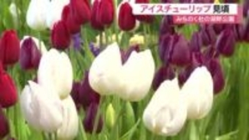 ３６００本のアイスチューリップが見頃　みちのく杜の湖畔公園で一足早い春の雰囲気〈宮城〉