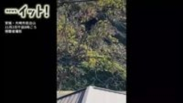 【映像あり】民家の柿の木にクマが登り実をむしゃむしゃ…宮城県内で連続目撃　警察が注意喚起