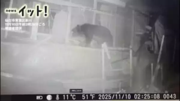 深夜の家の前“窓をのぞく直立クマ”仙台市の住宅で干し柿60個を食べ尽くす　住人が就寝中に…【映像】