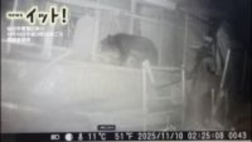 深夜の家の前“窓をのぞく直立クマ”仙台市の住宅で干し柿60個を食べ尽くす　住人が就寝中に…【映像】