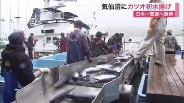 日本一奪還へ　気仙沼市魚市場で今季初カツオ３１トン水揚げ　市場は活気〈宮城〉