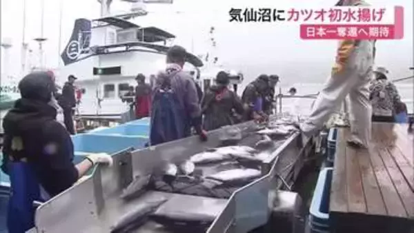 日本一奪還へ　気仙沼市魚市場で今季初カツオ３１トン水揚げ　市場は活気〈宮城〉