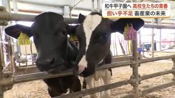 牛に青春をかける宮城農業高校「牛部」　和牛甲子園の総合優勝へ餌を工夫　減少する畜産の未来担う〈宮城〉