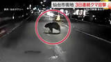 「「おおっいた、クマ」タクシーの目前に体長１.５ｍのクマ　宮城野区の住宅街で目撃相次ぐ〈仙台市〉」の画像1