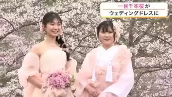 一目千本桜から生まれた「桜色」のウェディングドレス　満開のサクラ　三神峯公園も花見客でにぎわう